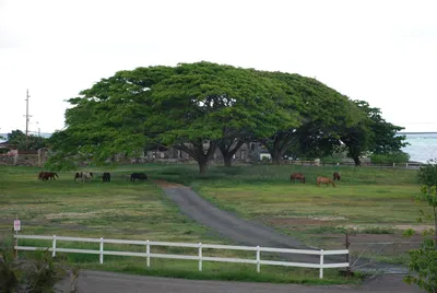 2007_05_30_HAWAII (133) (Large).JPG